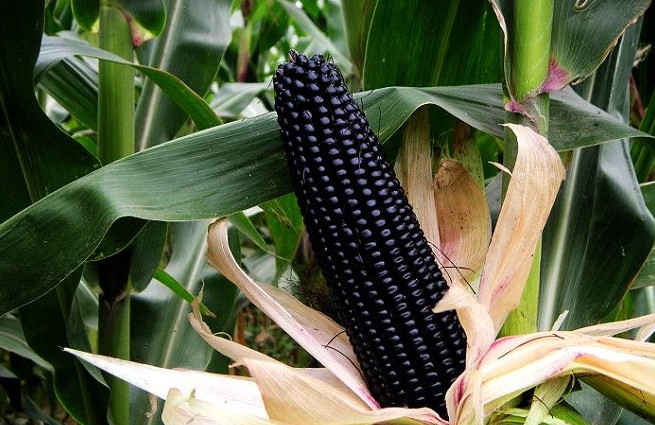 Black Maize seed